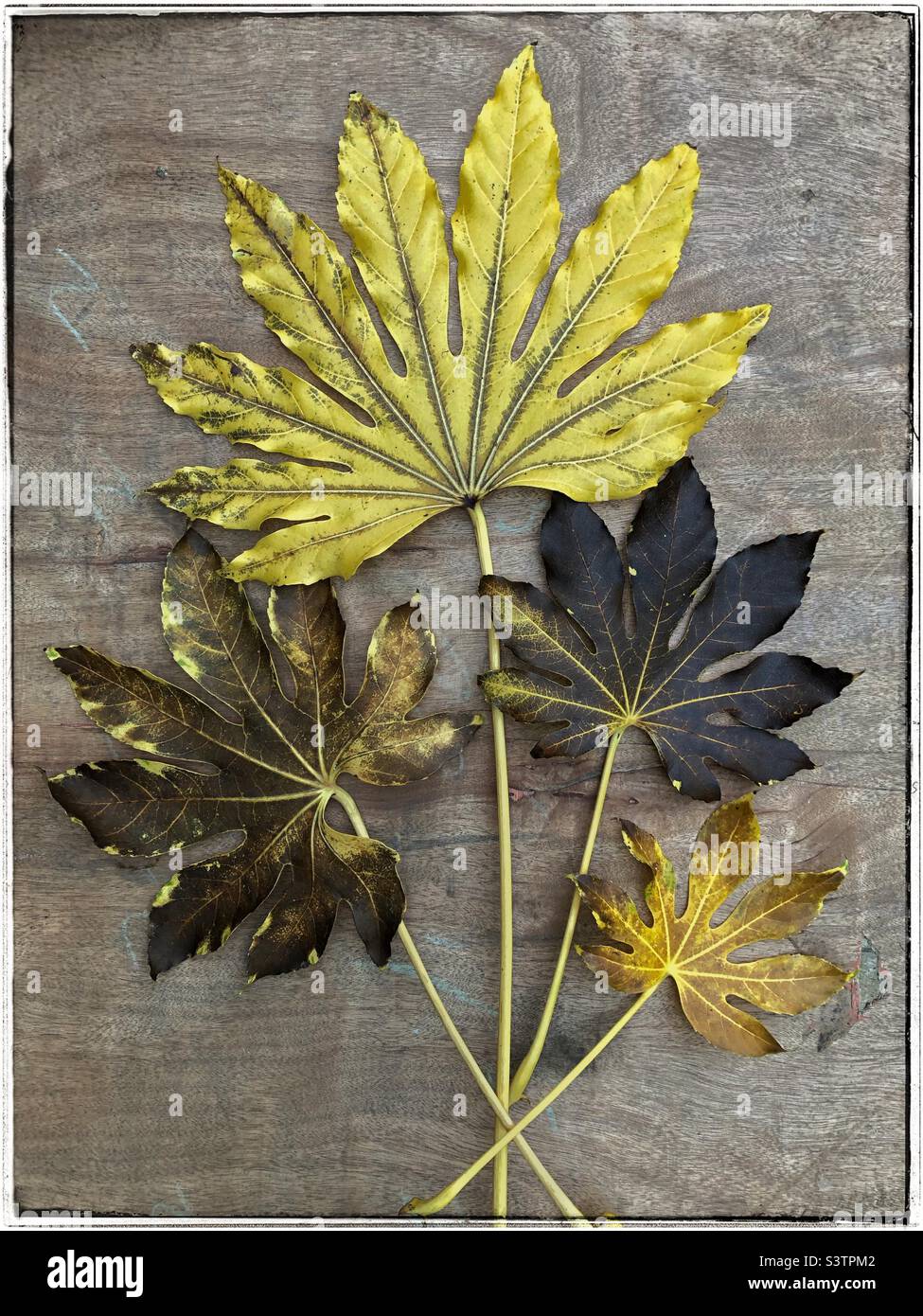 Dead leaves of a False Castor Oil plant (Fatsia japonica) with varying degrees of decay arranged in a fan pattern on a wooden board background. - Smartphone Captured Stock Image