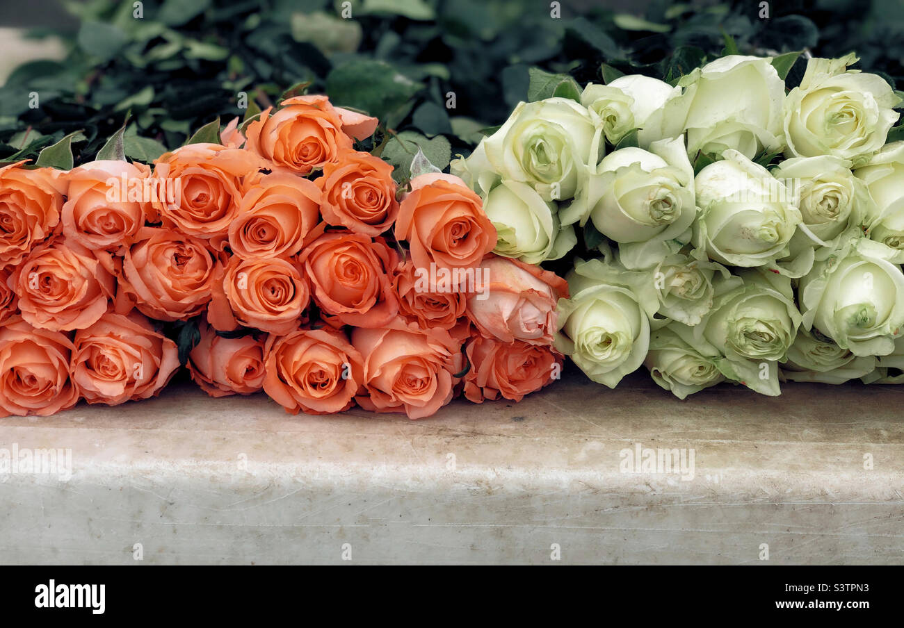 Different color roses hi-res stock photography and images - Alamy
