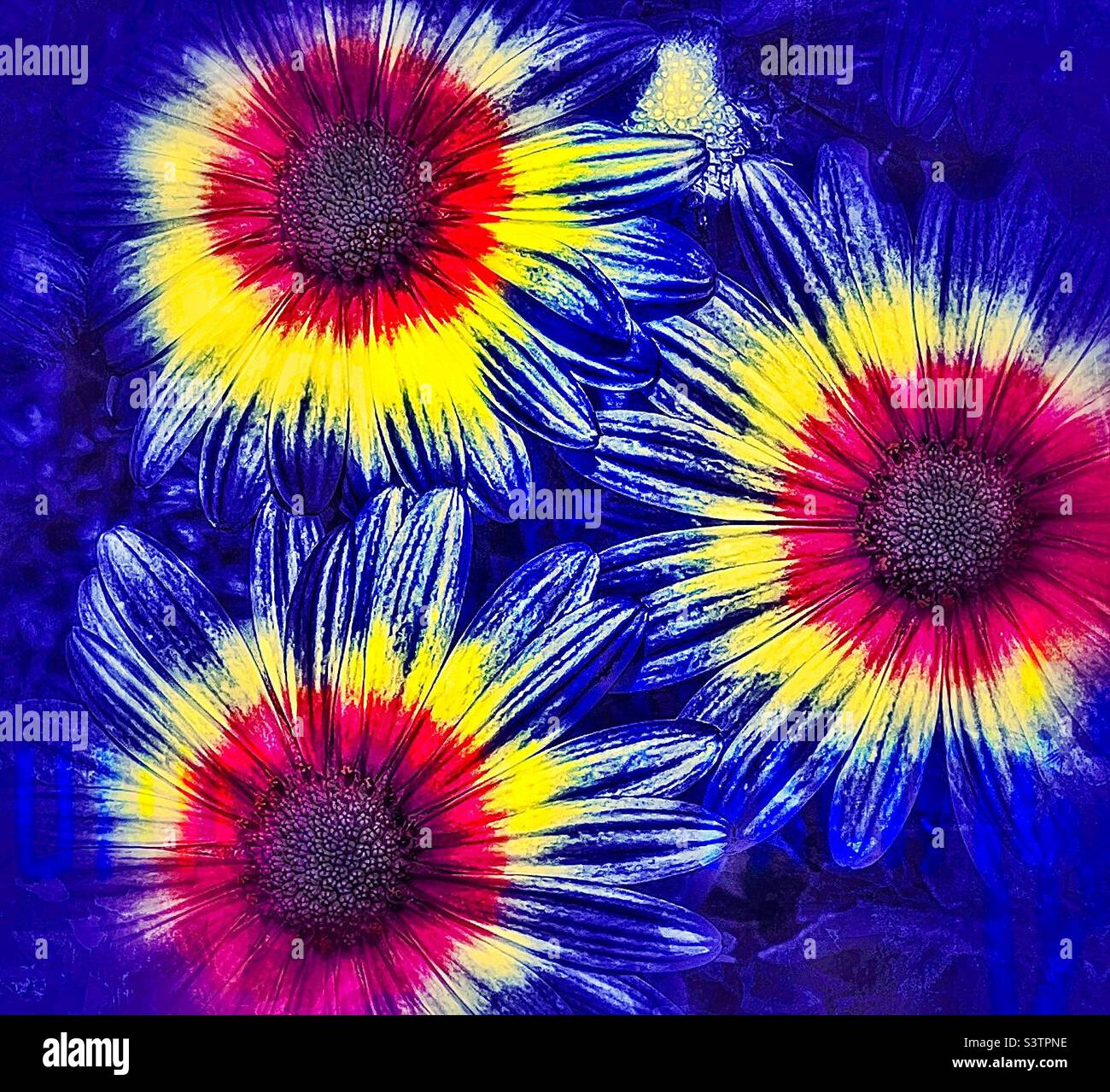 Pop Art daisies- made by taking orange daisies and thru various IOS apps altering color and texture. A fun, floral pop art piece. - Smartphone Captured Stock Image