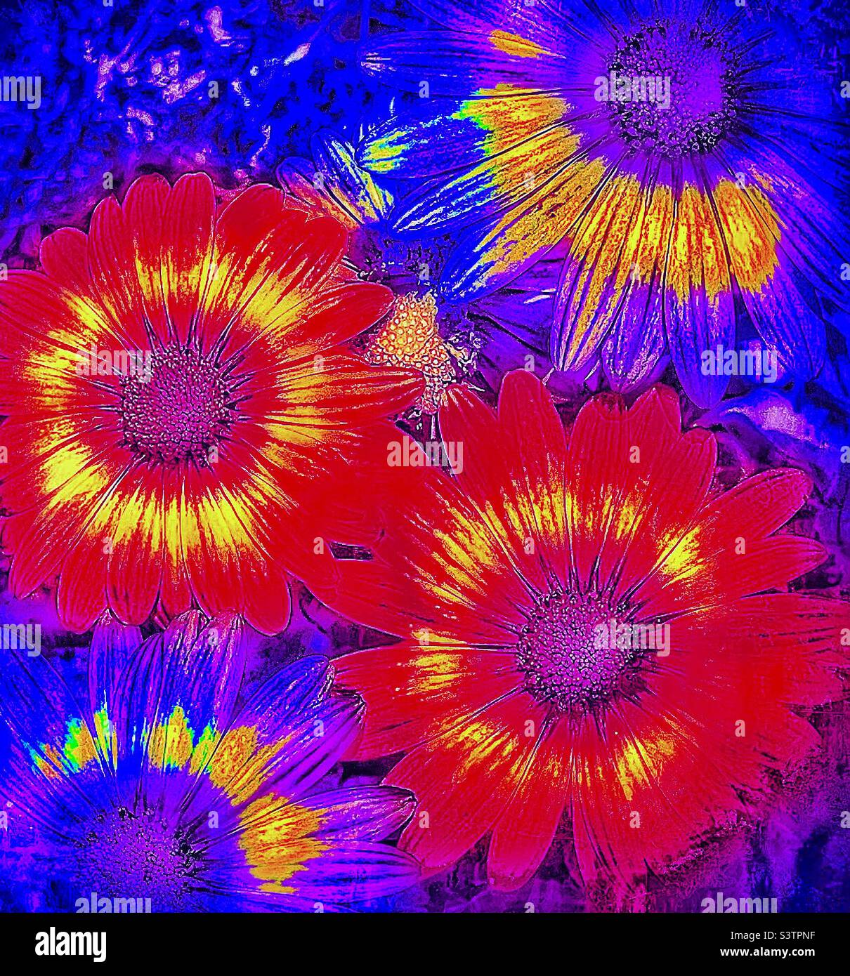 Pop Art daisies- made by taking orange daisies and thru various IOS apps altering color and texture. A fun, floral pop art piece. - Smartphone Captured Stock Image