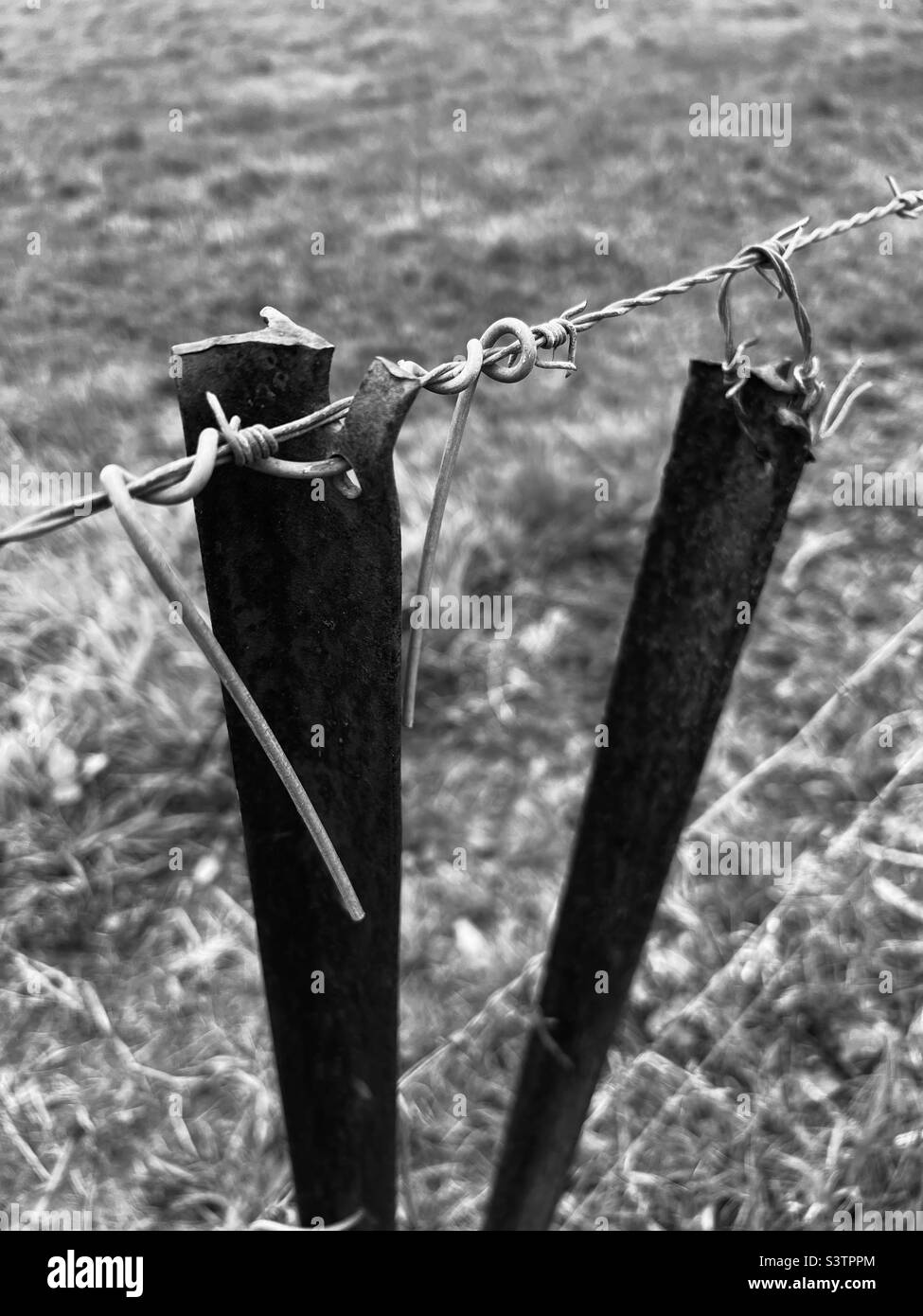 Star pickets and barbed wire fence Stock Photo Alamy