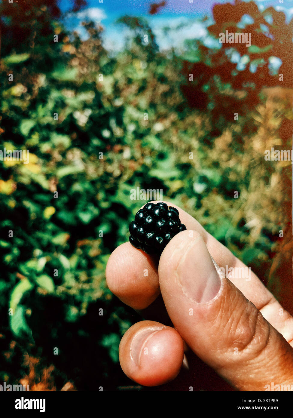 Freshly picked blackberry Stock Photo