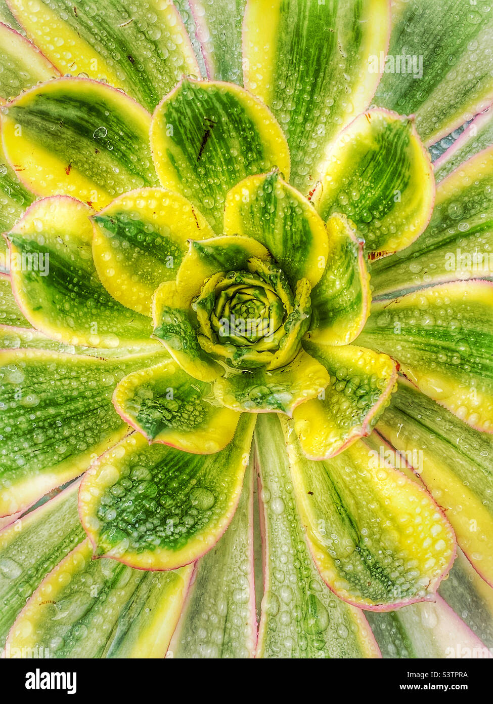 Succulent flower with raindrops . Stock Photo