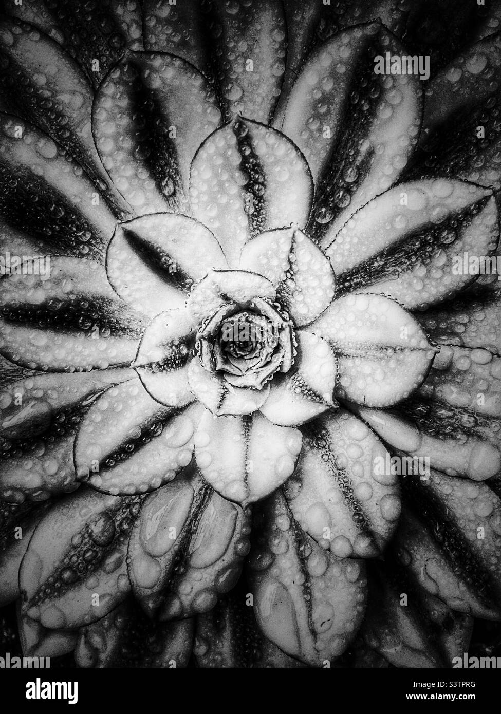 Black and white photo of succulent flower with raindrops. - Smartphone Captured Stock Image