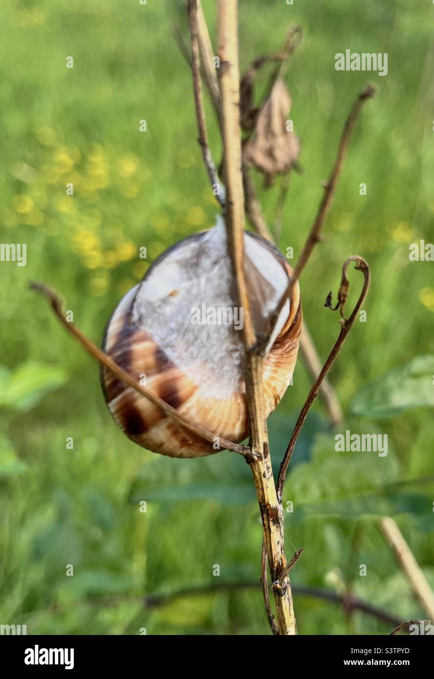 Common Brown Garden snail Cornu Aspersum aestivating on tiny dry stem - Smartphone Captured Stock Image