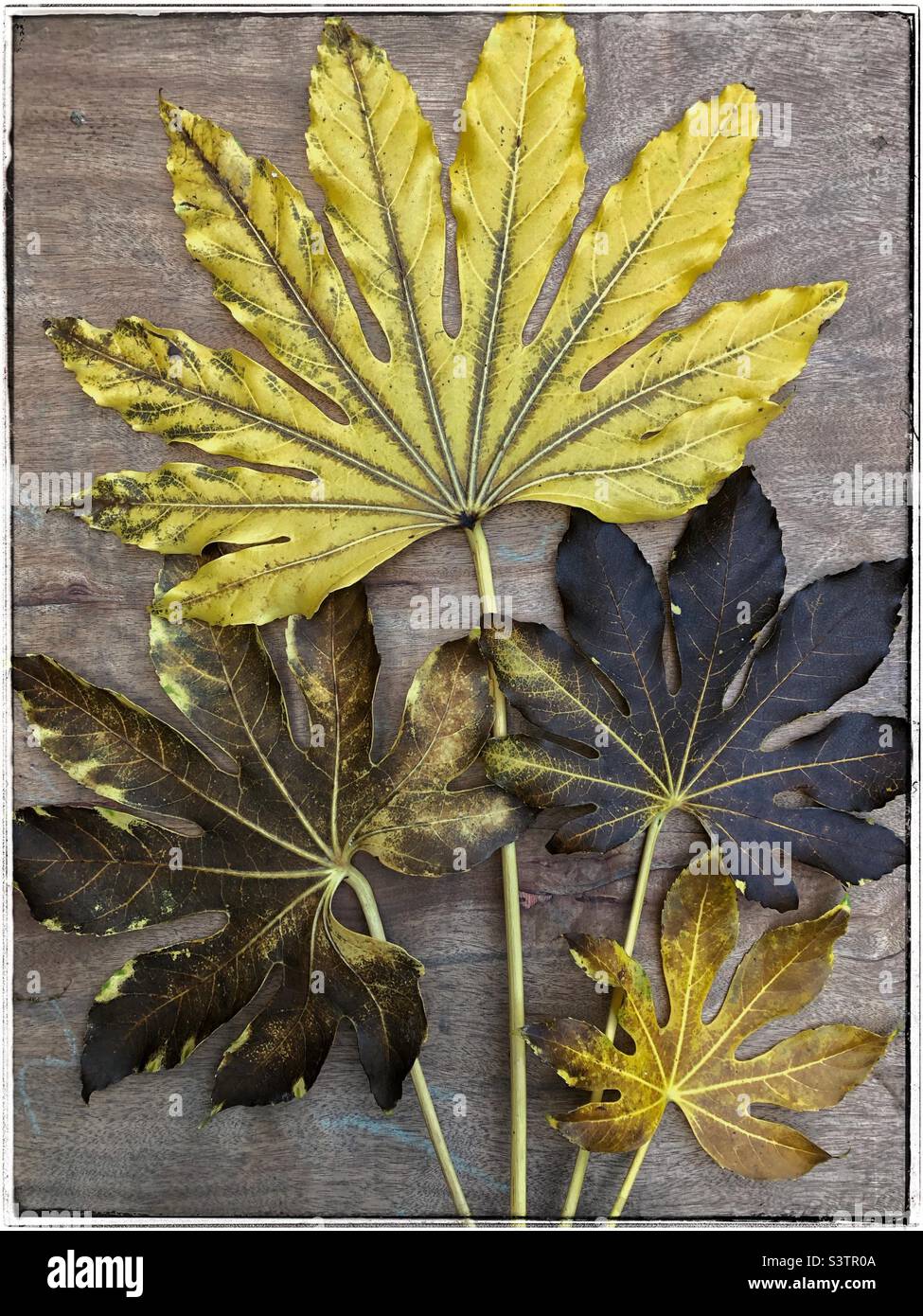 Dead leaves of a False Castor Oil plant (fatsia japonica) with varying degrees of decay arranged in a fan pattern on a wooden board background. - Smartphone Captured Stock Image