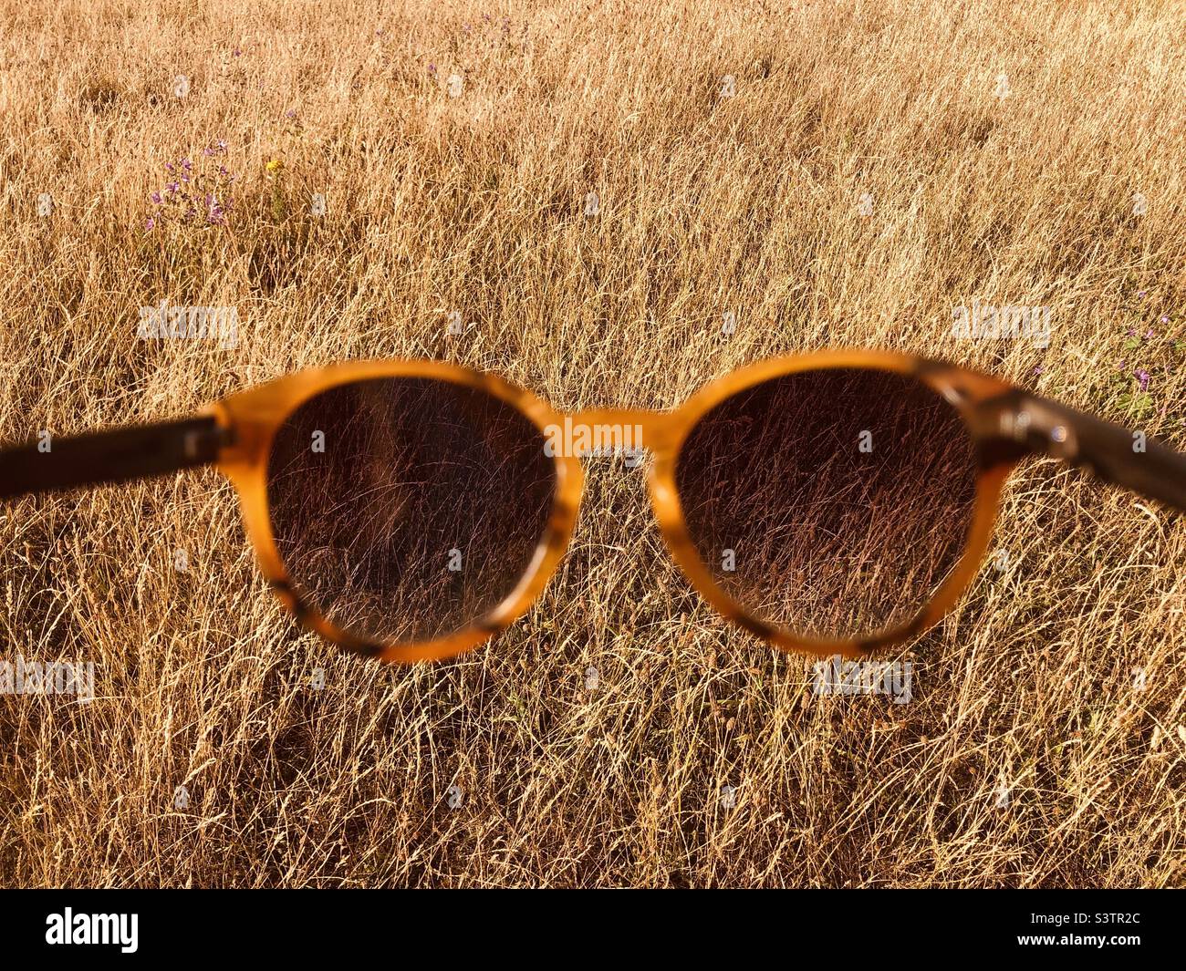Sunglasses against golden field - Smartphone Captured Stock Image