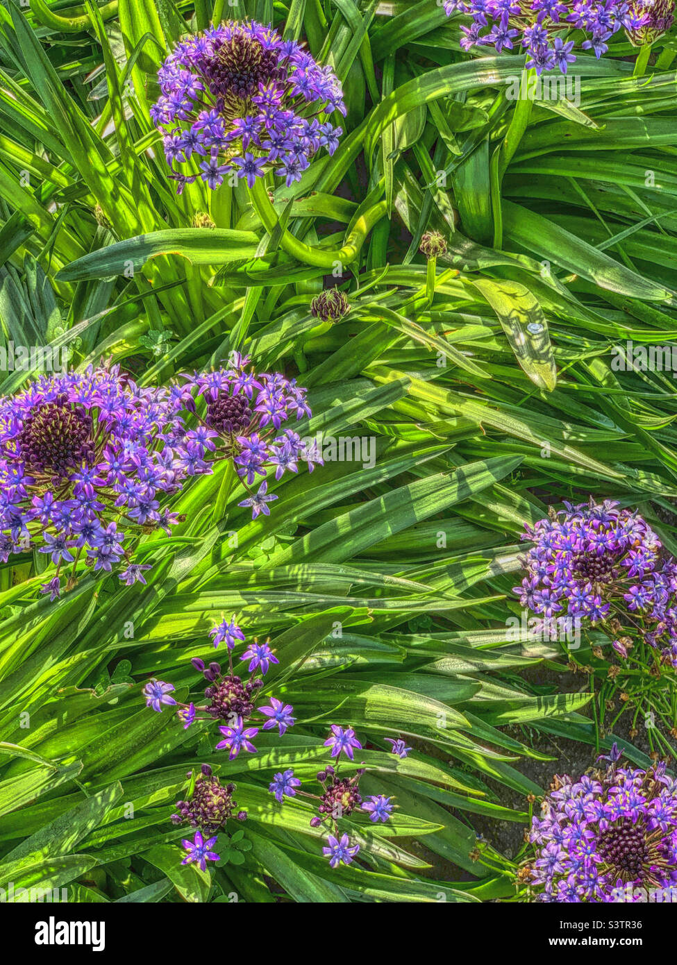 Blue Agapanthus (Lily of the Nile) in full bloom beyond the early