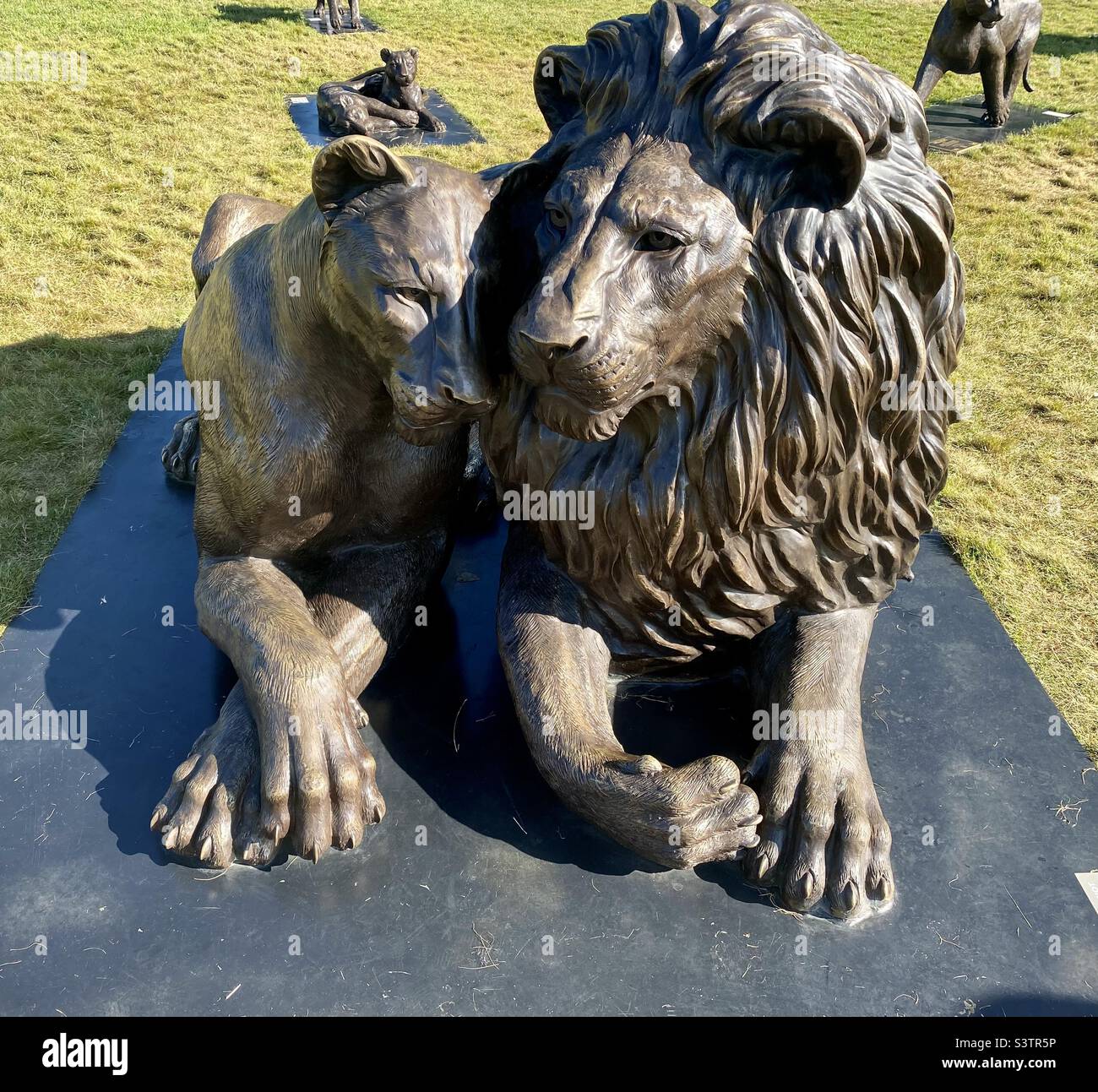 Born free foundation lion sculptures at Clifton downs bristol. - Smartphone Captured Stock Image
