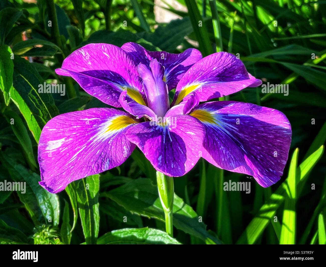 Beautiful flower of a Japanese iris. Stock Photo