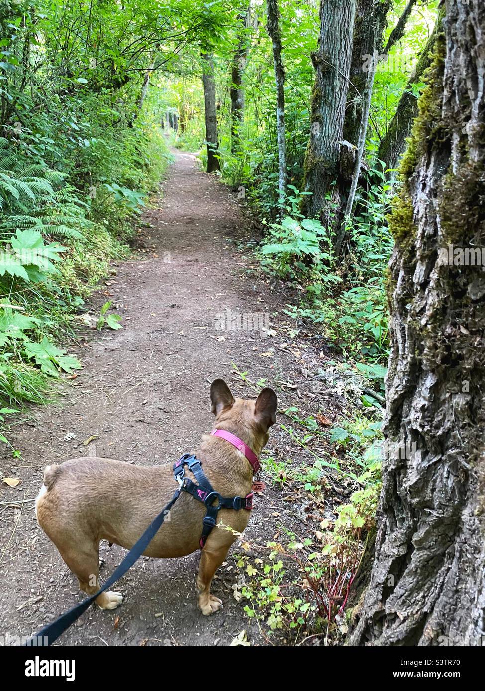 A French bulldog on a hiking trail in summer. Stock Photo