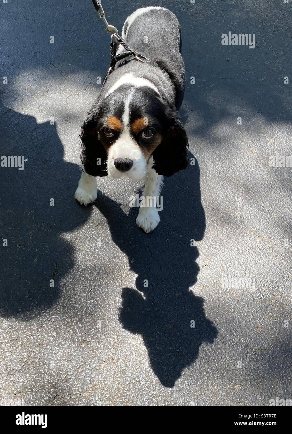 Sad looking Cavalier King Charles spaniel casting his shadow on driveway - Smartphone Captured Stock Image