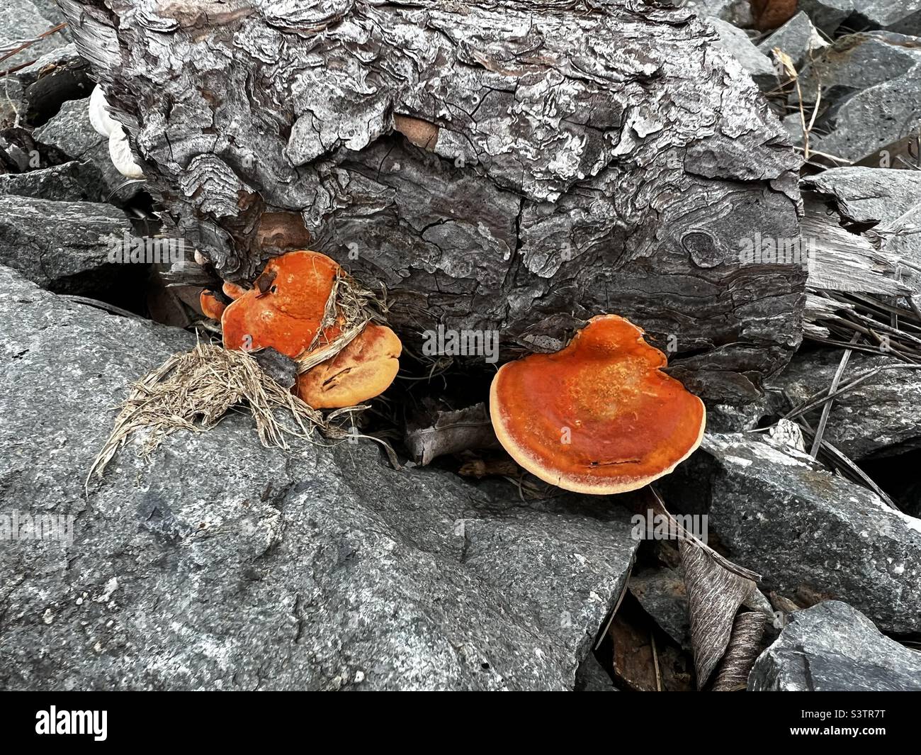 Orange fungus growing on a dead log Stock Photo Alamy