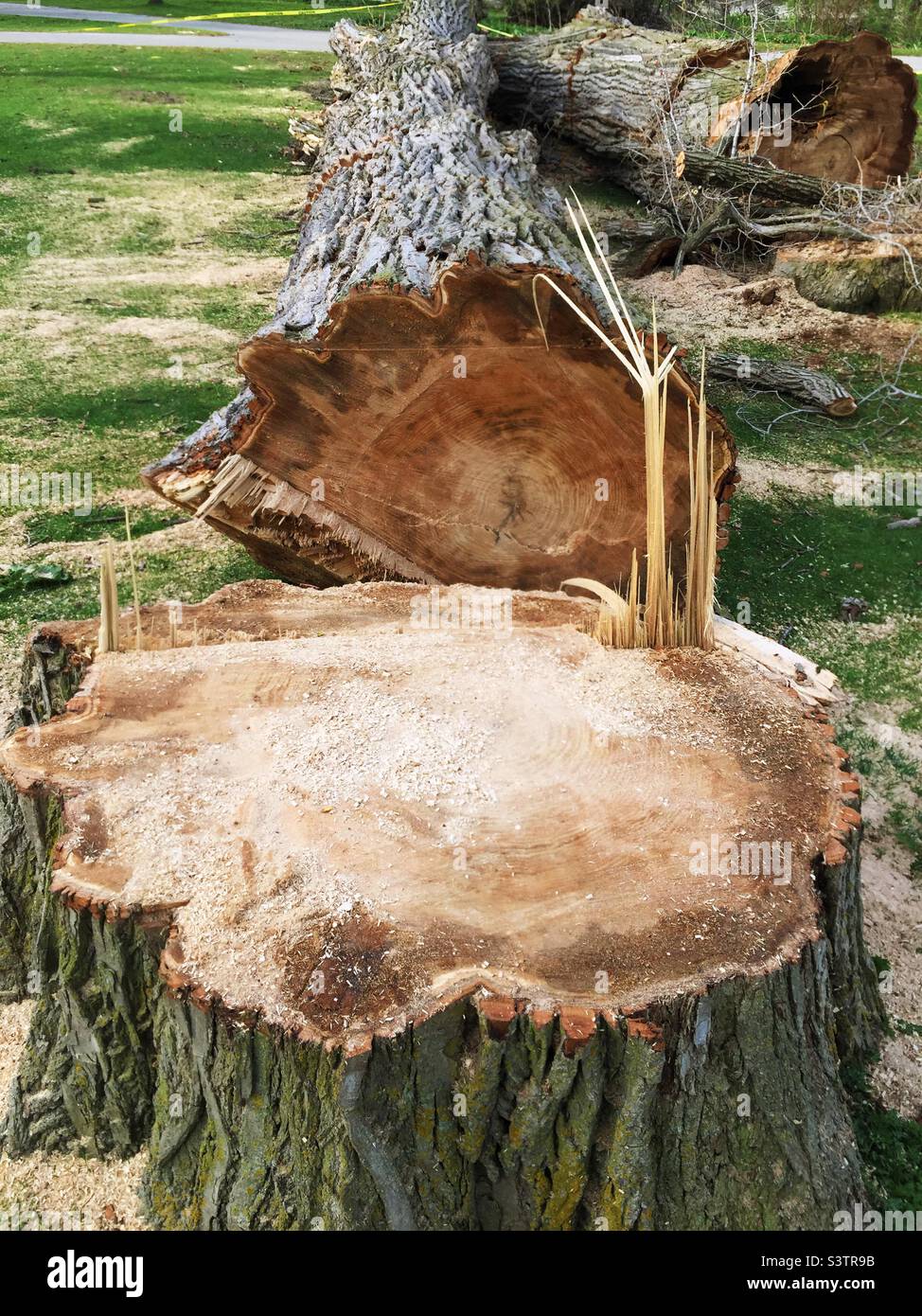 Stumps of giant old-growth trees, recently felled, Ontario, Canada. Stock Photo