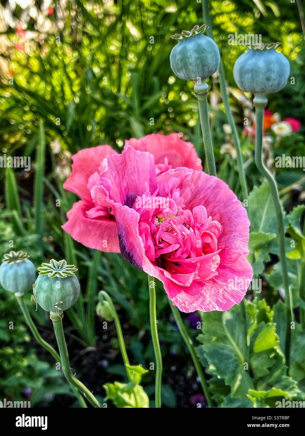 Poppy plants growing in a perennial garden. - Smartphone Captured Stock Image