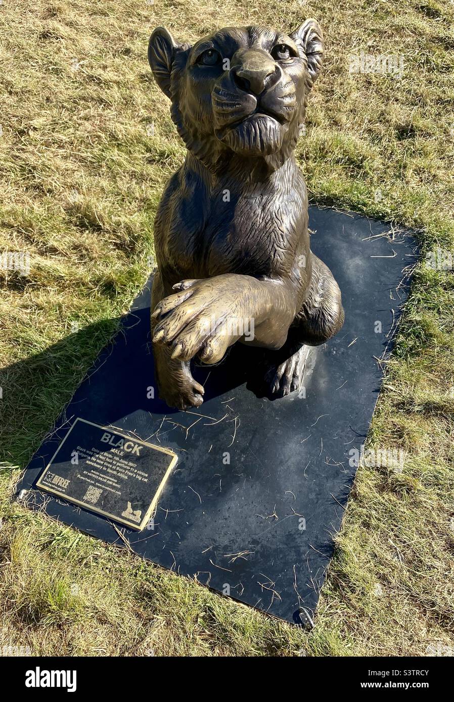 Born free foundation lion sculptures at Clifton downs bristol. - Smartphone Captured Stock Image