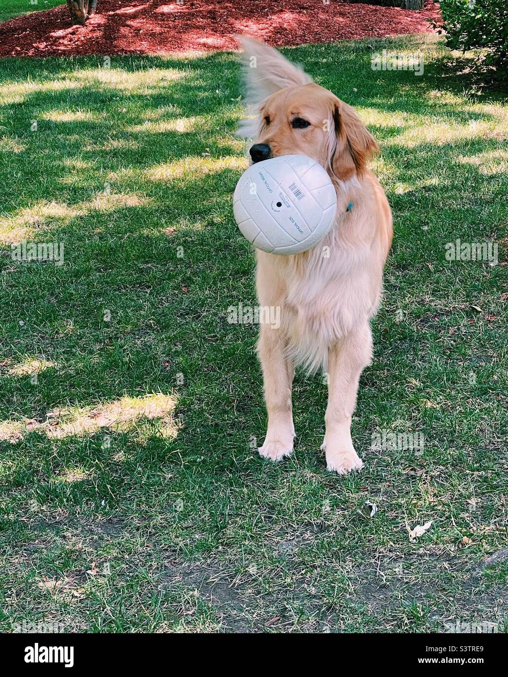 Beautiful Golden retriever and his soccer ball Stock Photo Alamy