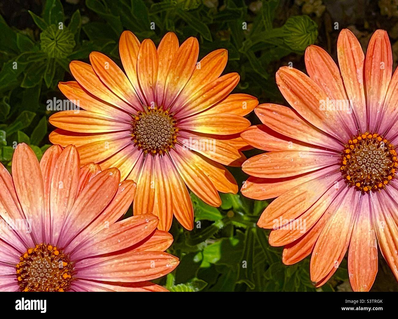 Orange daisies, fresh from the nursery and ready to be planted in a backyard garden in Utah, USA. Stock Photo