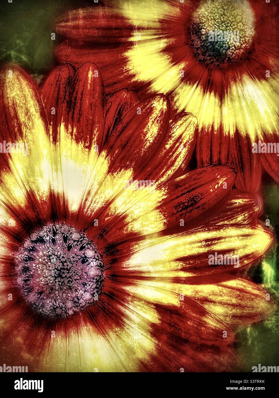 ' Orange daisies, fresh from the nursery and ready to be planted in a backyard garden in Utah, USA. Color hues have been altered some and grunge and zoom effects added for artistic effect. - Smartphone Captured Stock Image