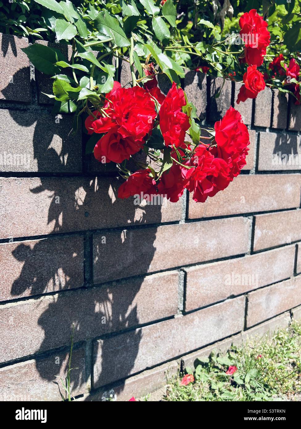 Roses and brick wall Stock Photo Alamy
