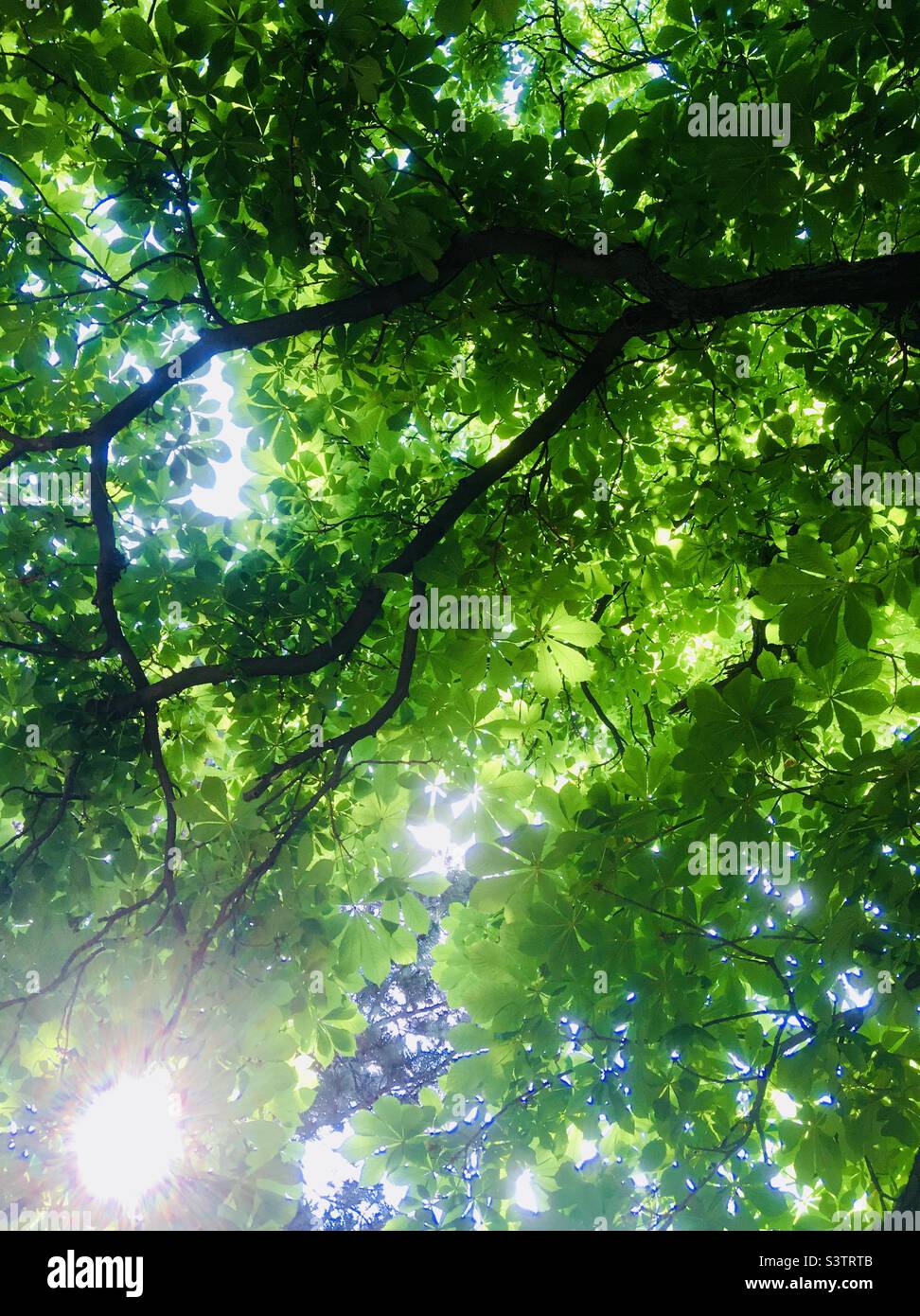 Horse chestnut (Aesculus hippocastanum) tree canopy from below Stock ...