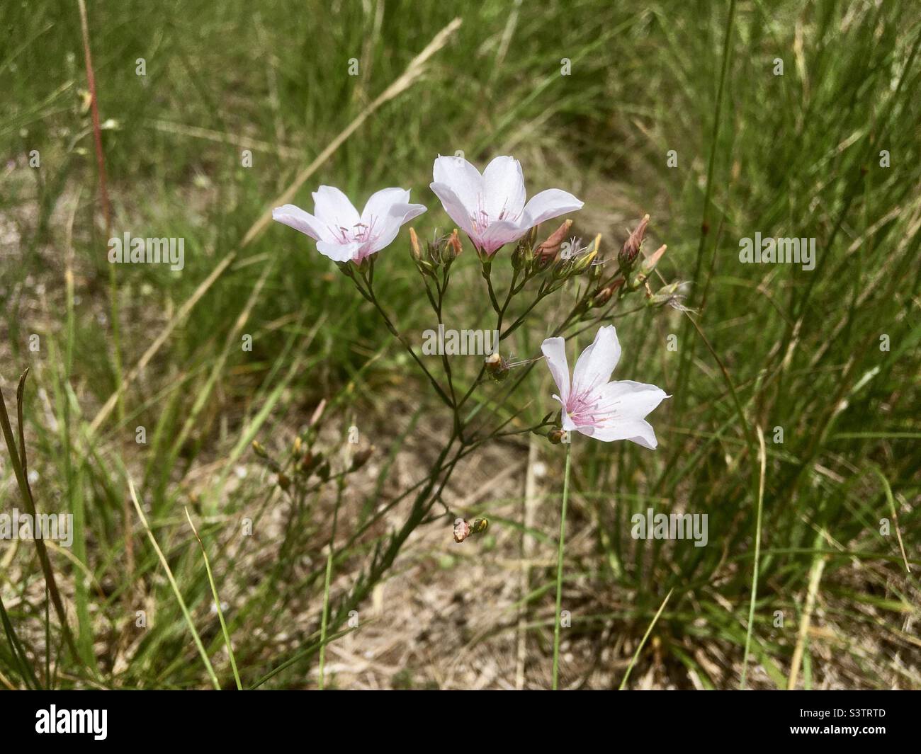 Linseed or flax (Linum tenuifolium) flowers in meadow, Austria Stock Photo