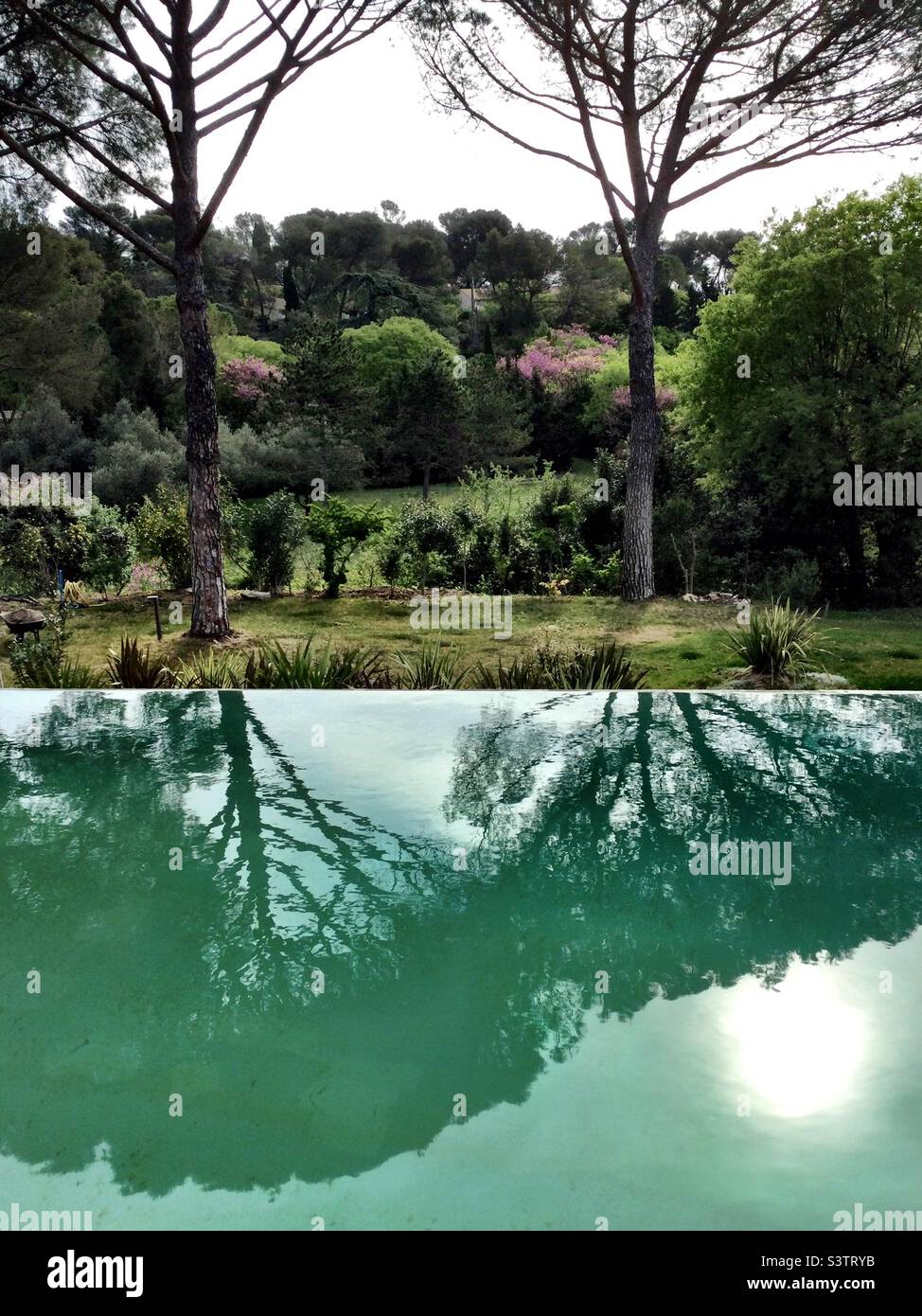 trees reflected on green swimming pool water Stock Photo