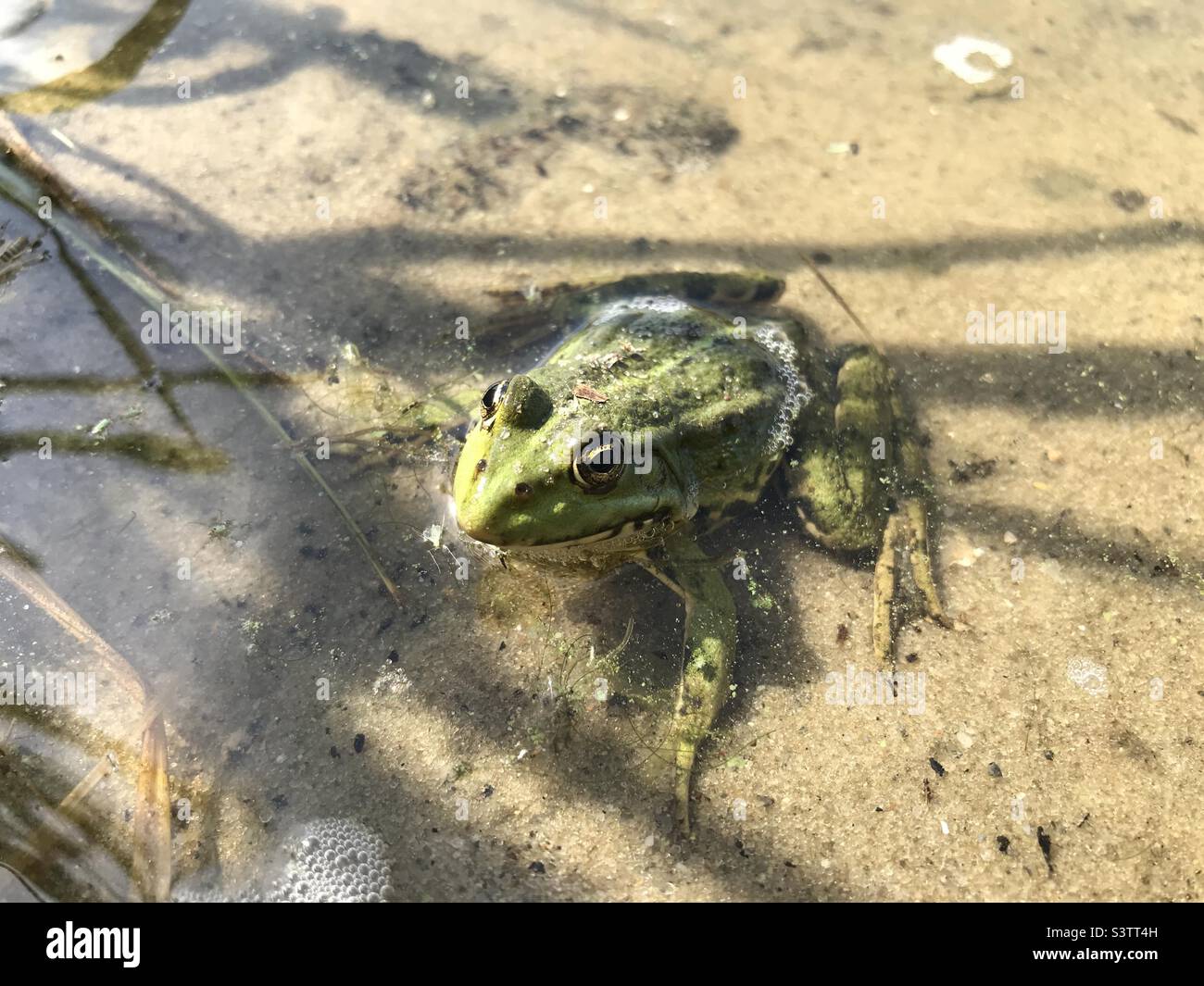 Green frog - Smartphone Captured Stock Image