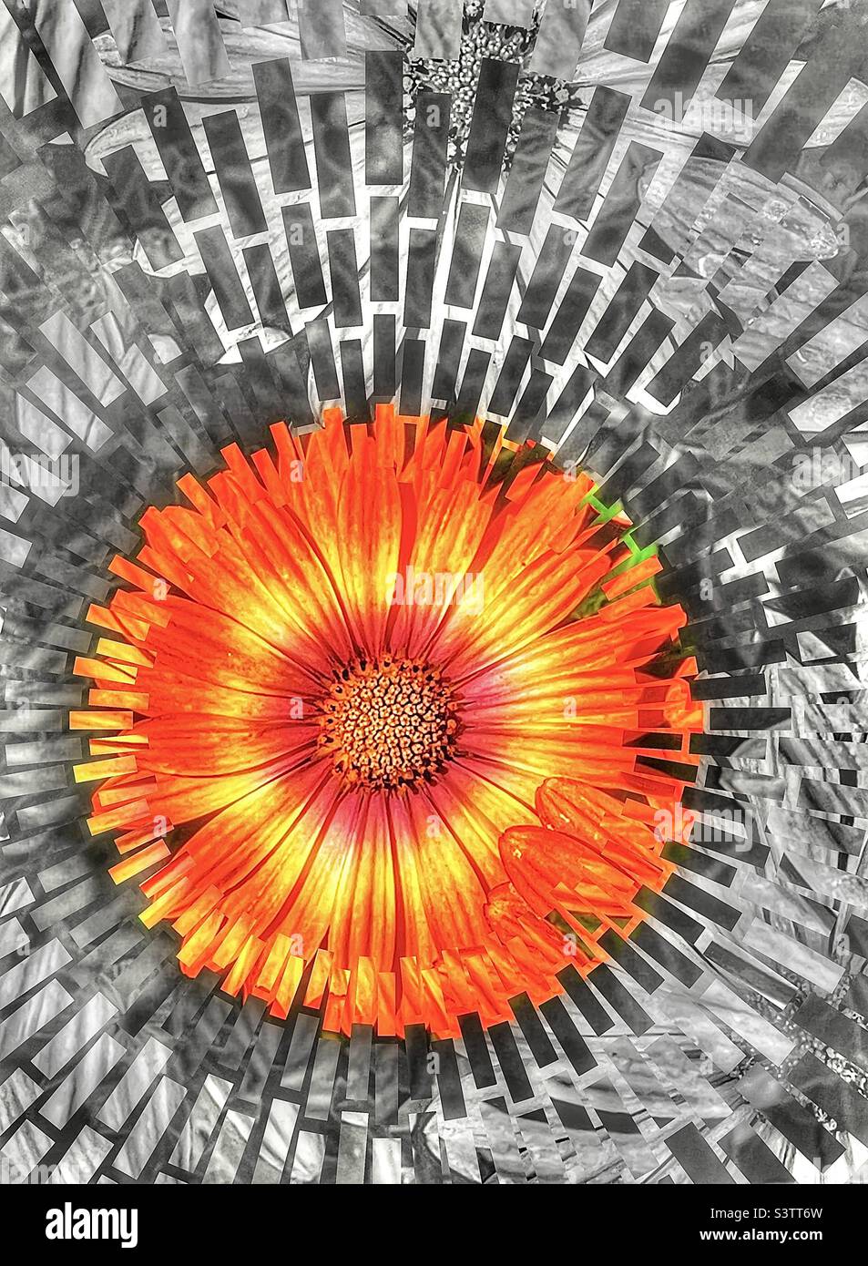 Orange Daisy bloom is central to a fragmented and desaturated abstraction of the rest of this floral image. - Smartphone Captured Stock Image