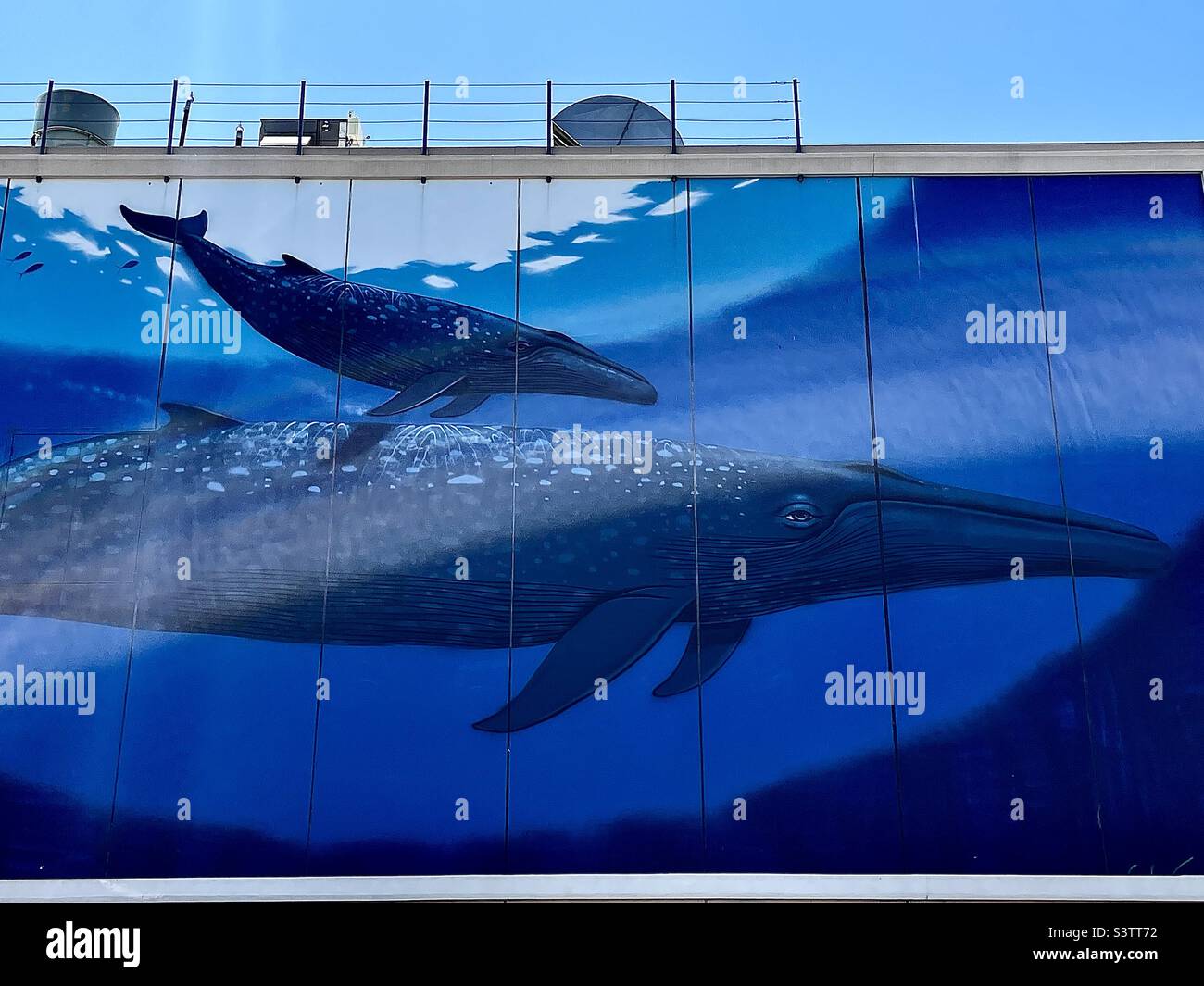 A furniture store in Utah, USA has a giant mural painting covering the entire northern side of their building. Beautiful, though unexpected, whales swimming in the ocean deep. - Smartphone Captured Stock Image