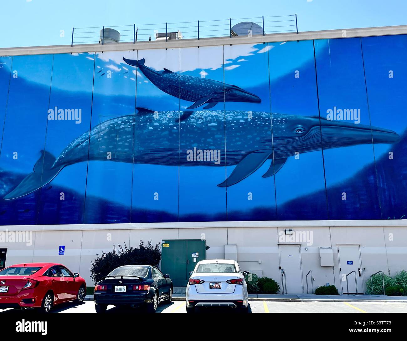 A furniture store in Utah, USA has a giant mural painting covering the entire northern side of their building. Beautiful, though unexpected, whales swimming in the ocean deep. - Smartphone Captured Stock Image