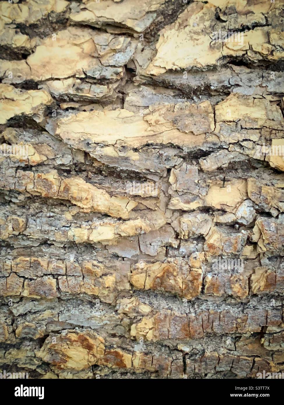 Close-up of tree bark - Smartphone Captured Stock Image