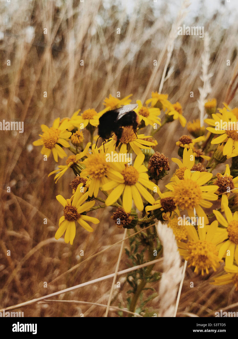 Bumble bee on yellow daisies Stock Photo