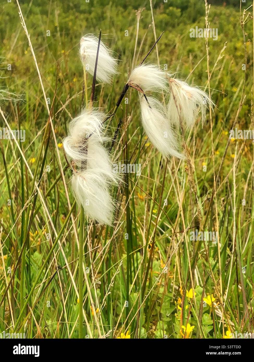 Cotten grass hires stock photography and images Alamy