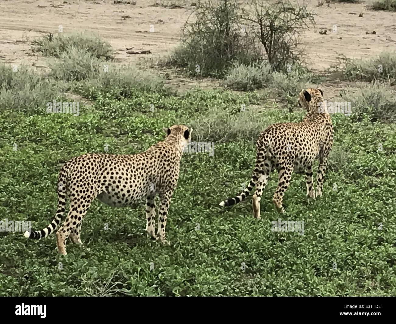Katzen in der serengeti hi-res stock photography and images - Alamy