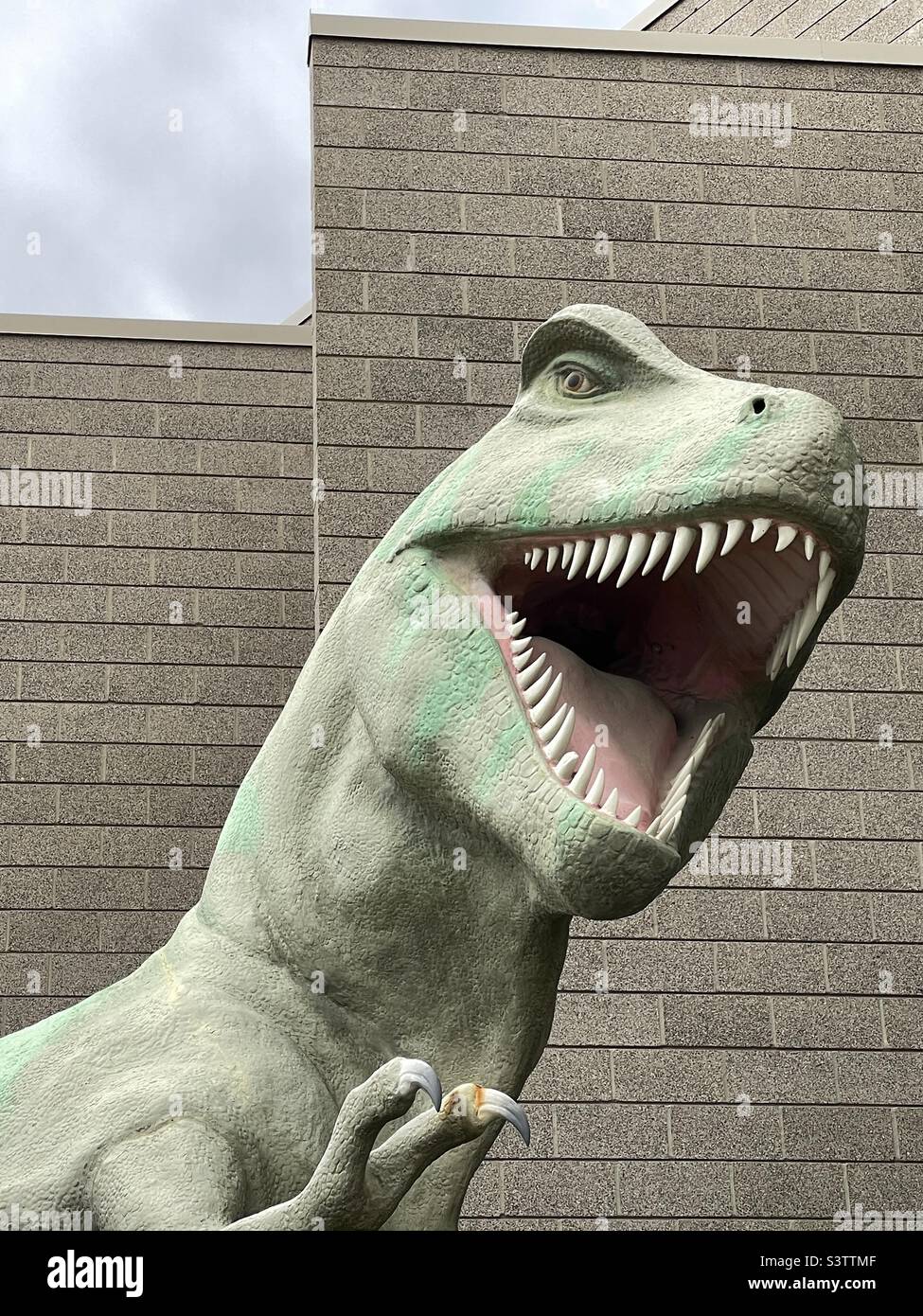 Taken at the Dinosaur Museum in Vernal, Utah, USA, this close up shot of the head of a  large T-Rex statue in the outside courtyard of the museum, is quite scary and intimidating. - Smartphone Captured Stock Image