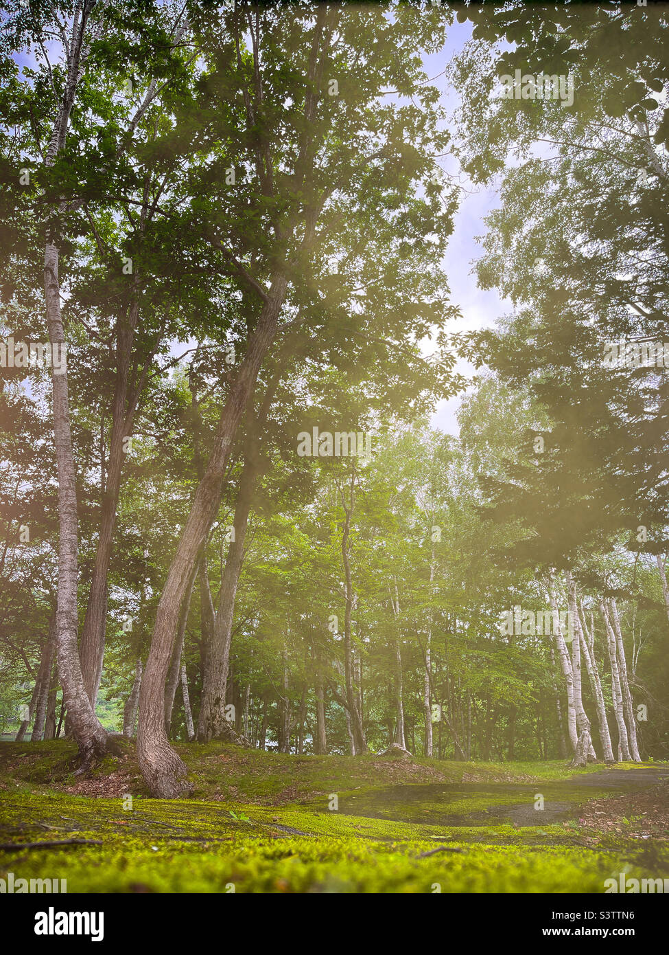 Green mossy path leading through birch woodland - Smartphone Captured Stock Image