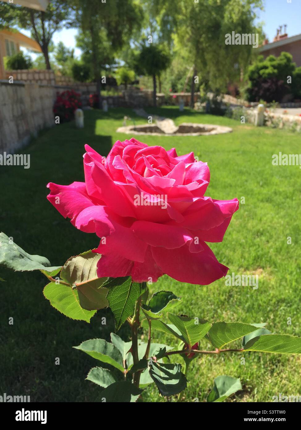 Being alone in a beautiful yard