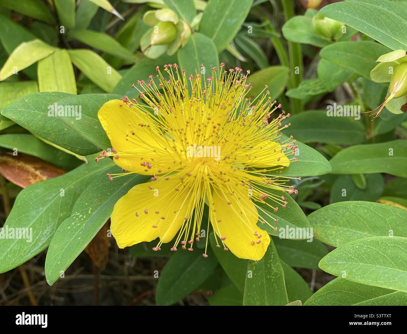 Rose of Sharon, St Johns Wart yellow flower Stock Photo