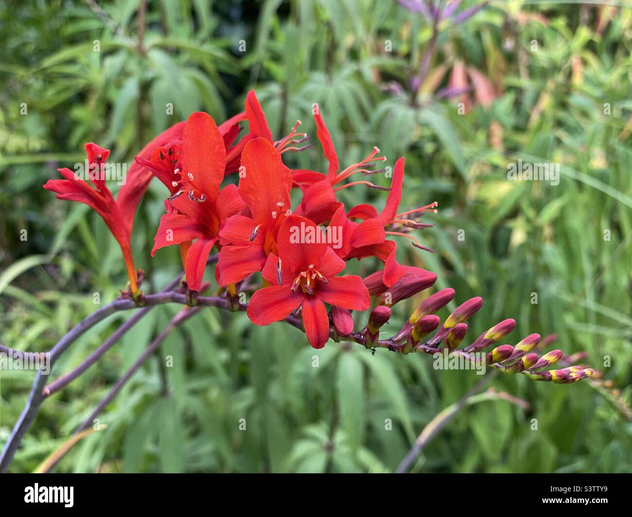 Montbretia, Coppertips red flower Stock Photo