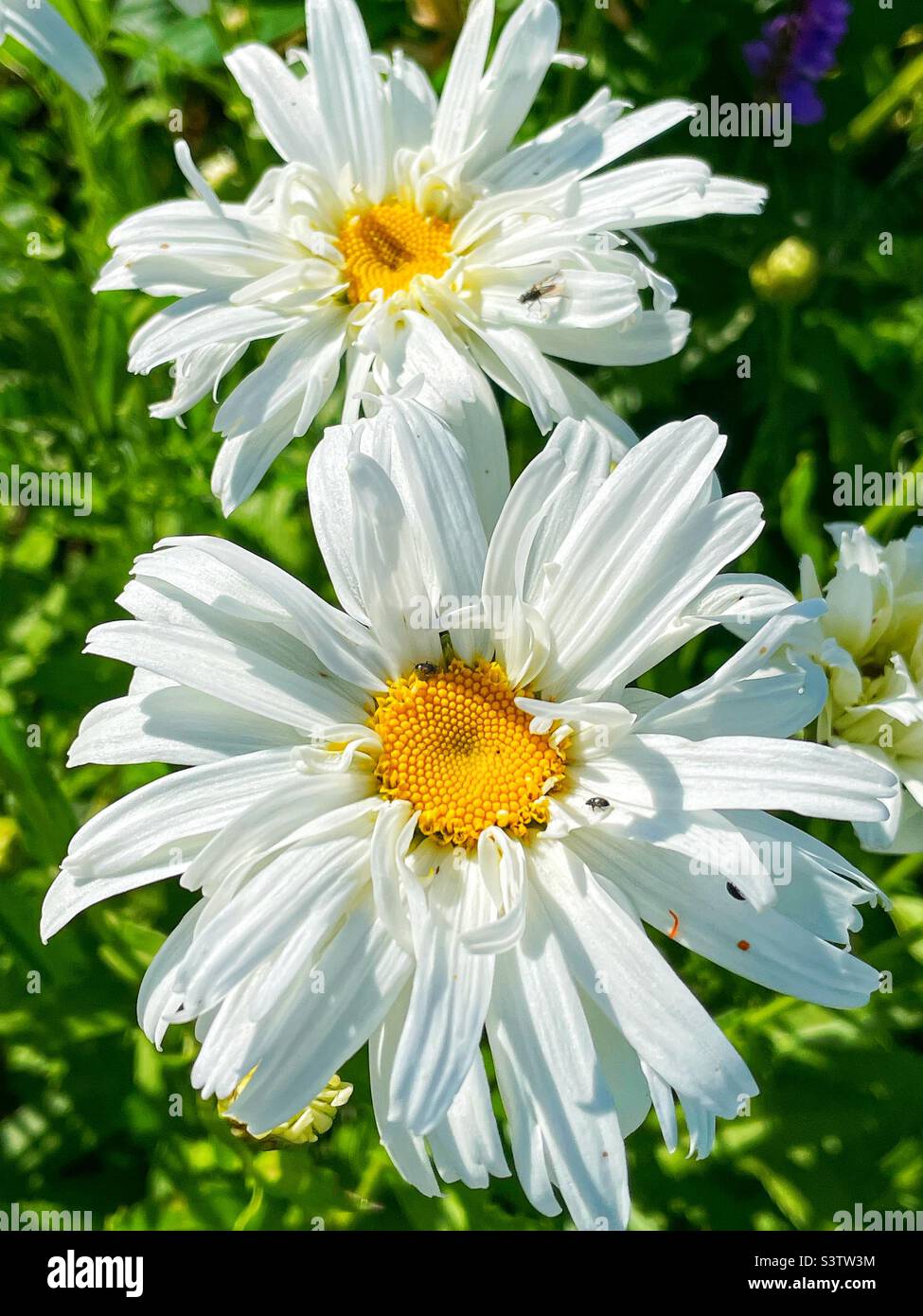 Fluffy white daisies in the summer garden. - Smartphone Captured Stock Image