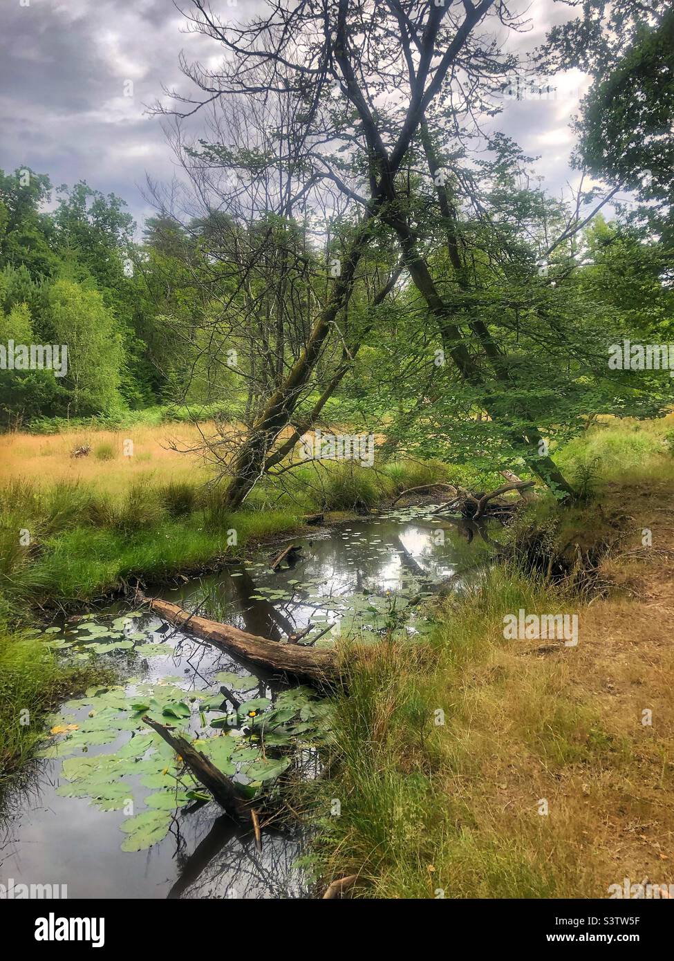 Blackwater stream in the New Forest National Park - Smartphone Captured Stock Image