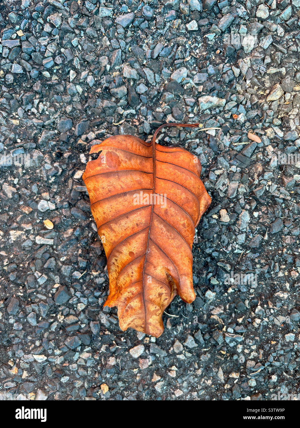 Fallen leaf on the road, autumn - Smartphone Captured Stock Image