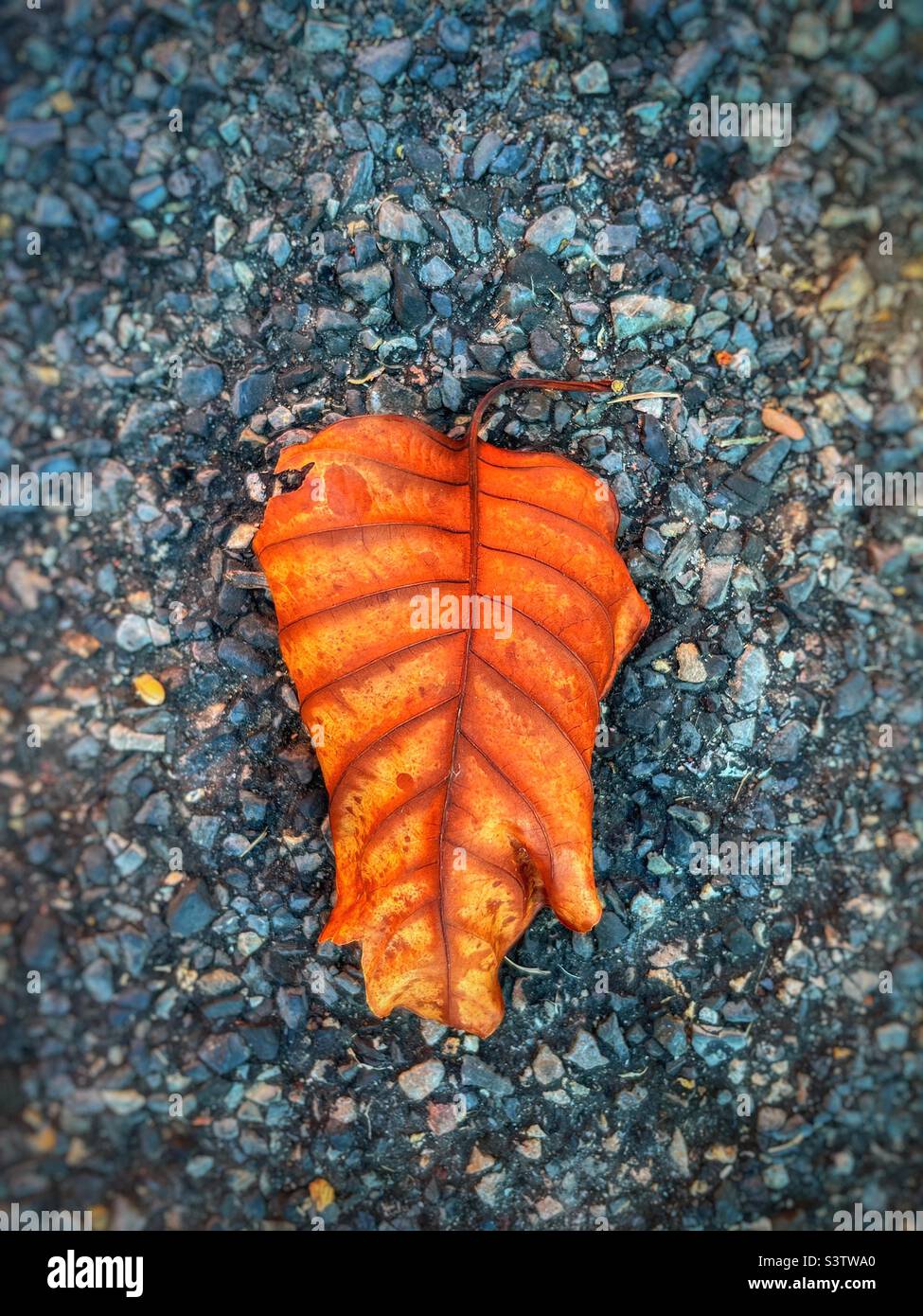 Autumn leaf fallen on road with a glow effect - Smartphone Captured Stock Image