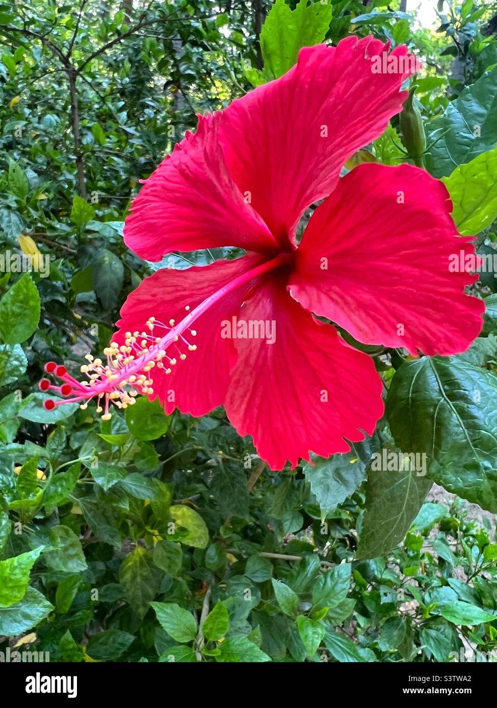 Red Hibiscus with Yellow pollen Stock Photo