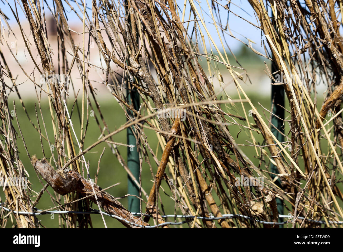 Catral,Spain.July 2022: green fence covered with twigs with a green field in the background - Smartphone Captured Stock Image