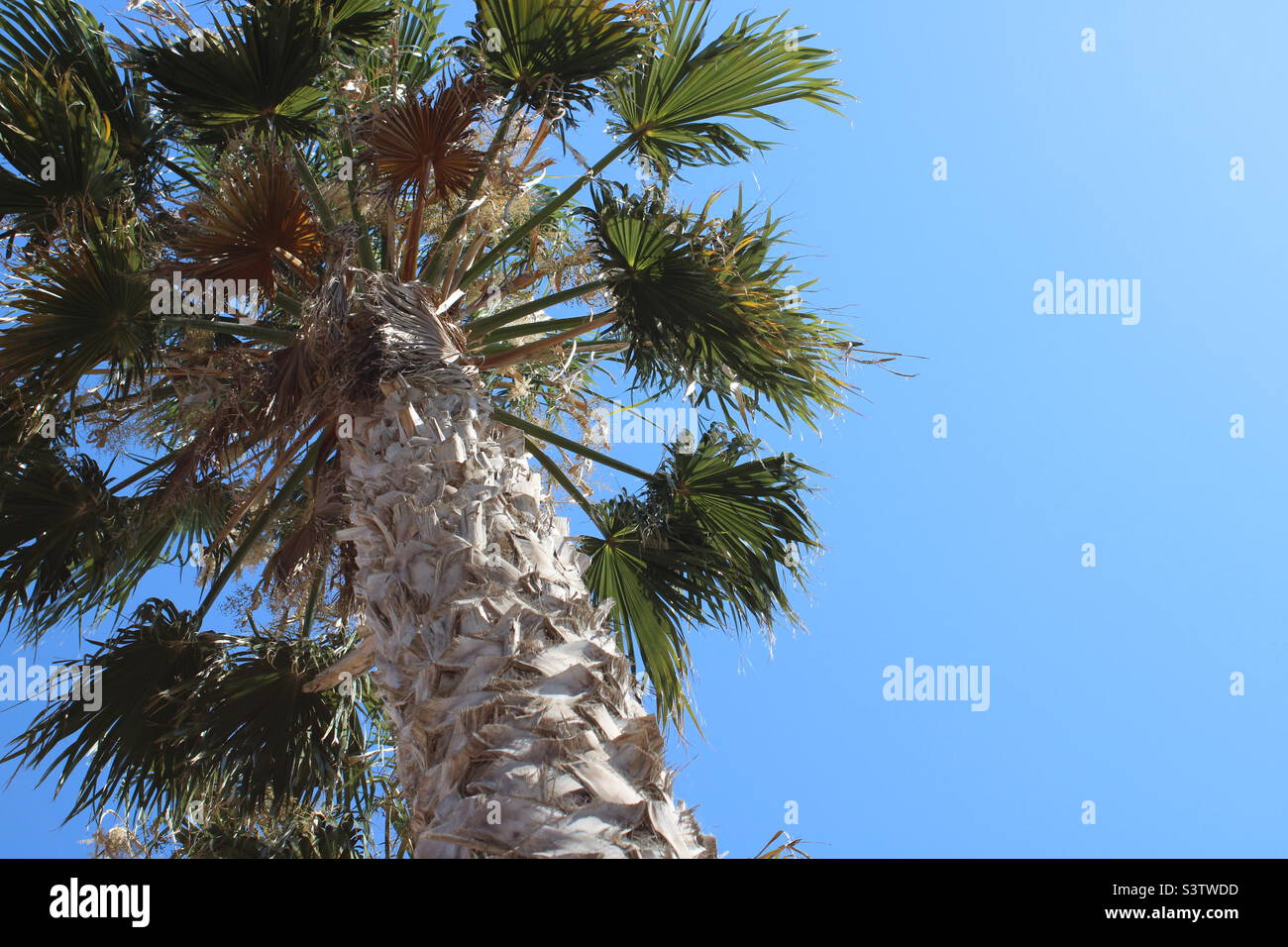 Catral,Spain. July 2022: palmtree in my garden with a clear blue sky - Smartphone Captured Stock Image