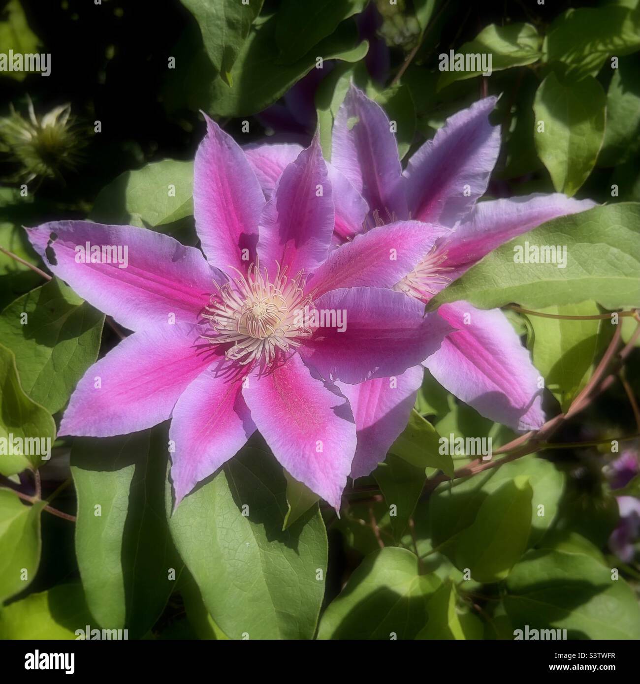 Pink or Purple Clematis flowers. iPhone 13 Pro Stock Photo Alamy