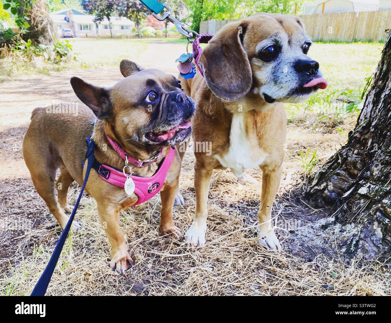 Old puggle hotsell