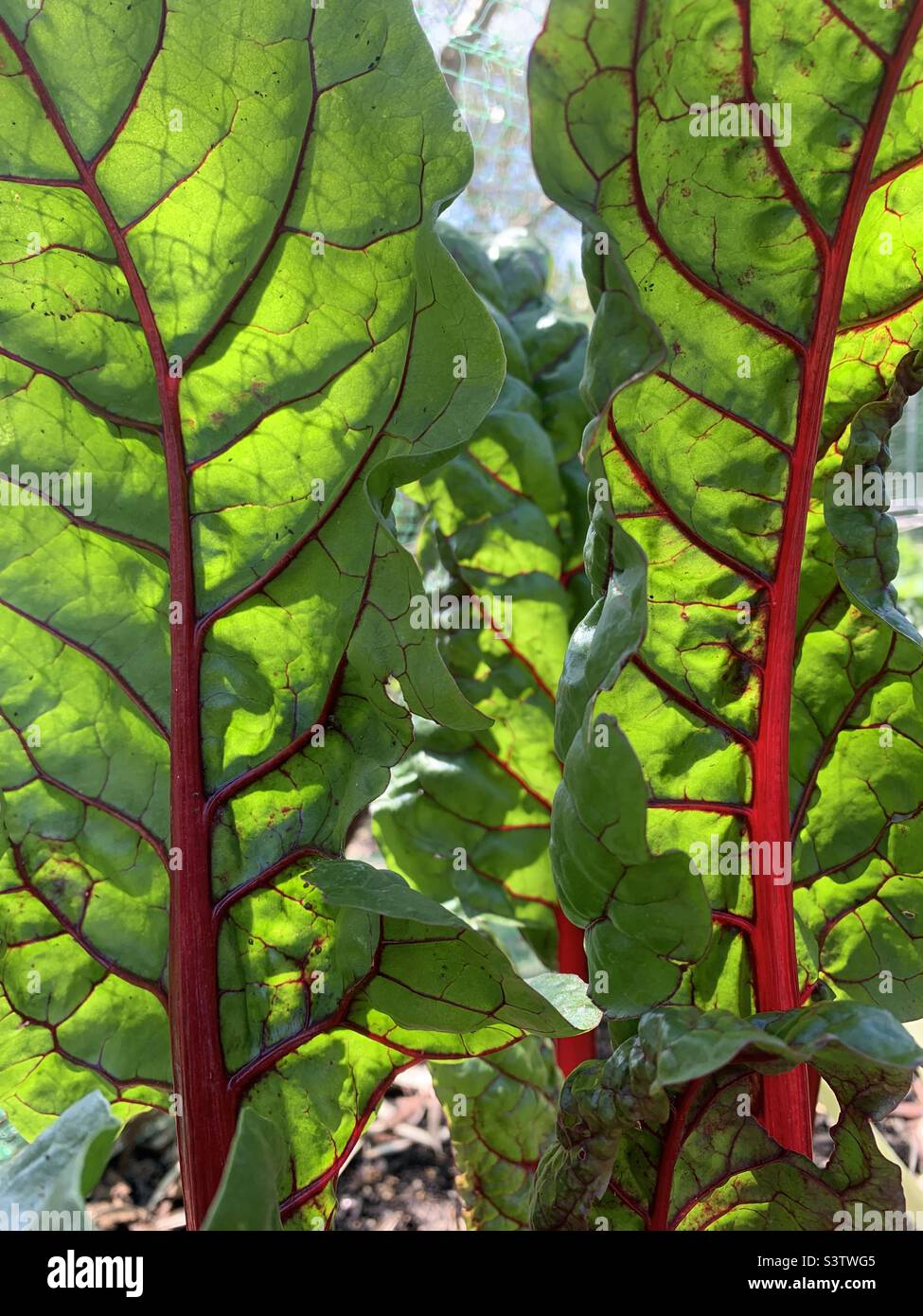 Swiss chard plant in the sunshine Stock Photo